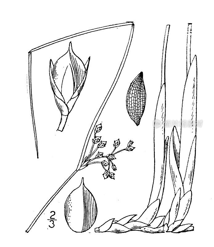 古植物学植物插图:junus gymnocarpus, Pennsylvania Rush